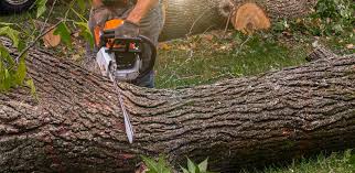 Best Storm Damage Tree Cleanup  in Shenandoah Heights, PA